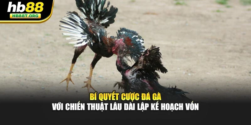 Bí quyết cược đá gà với chiến thuật lâu dài lập kế hoạch vốn