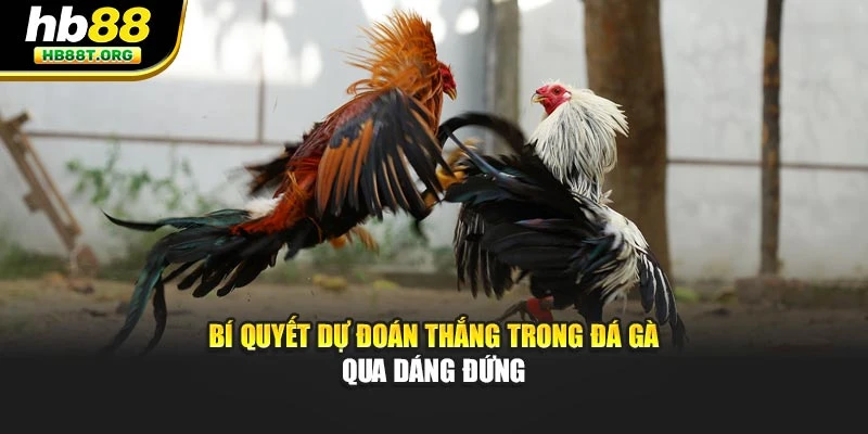 Bí quyết dự đoán thắng trong đá gà qua dáng đứng