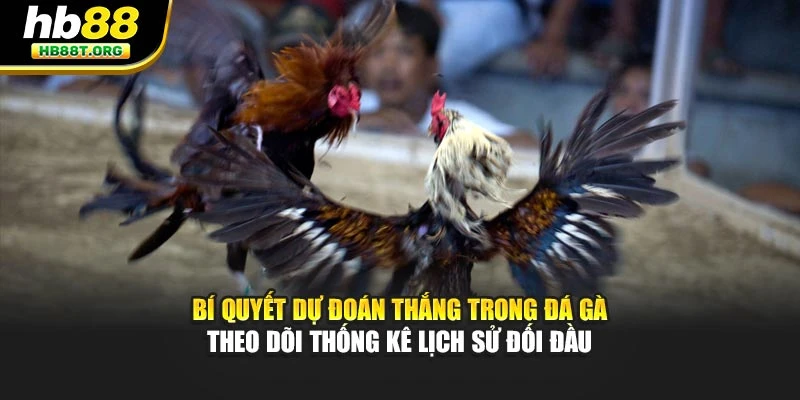 Bí quyết dự đoán thắng trong đá gà theo dõi thống kê lịch sử đối đầu