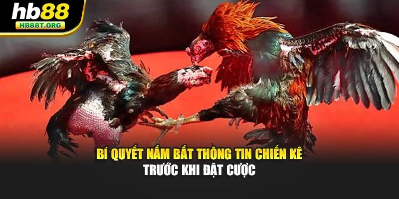 Bí quyết nắm bắt thông tin chiến kê trước khi đặt cược