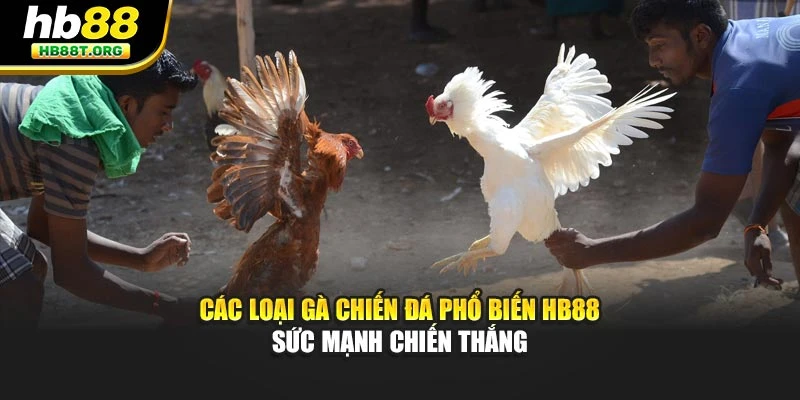 Các Loại Gà Chiến Đá Phổ Biến Hb88 – Sức Mạnh Chiến Thắng