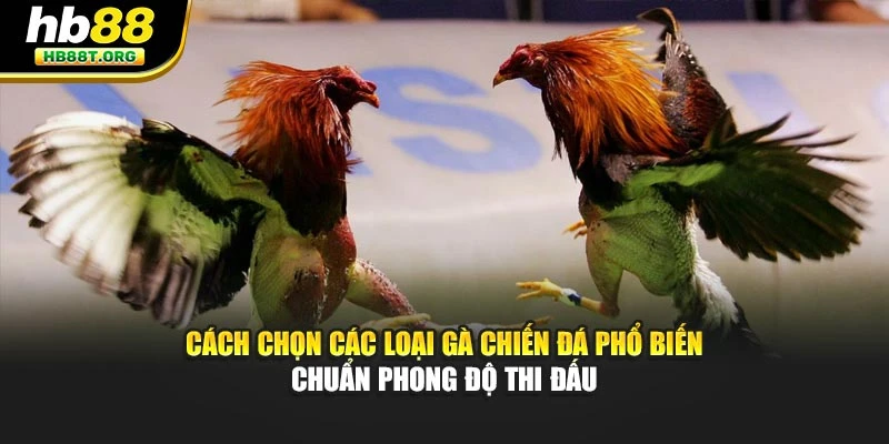 Cách chọn các loại gà chiến đá phổ biến chuẩn phong độ thi đấu