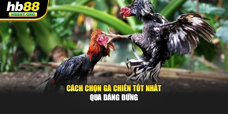 Cách chọn gà chiến tốt nhất qua dáng đứng