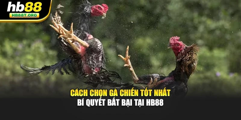 Cách Chọn Gà Chiến Tốt Nhất – Bí Quyết Bất Bại Tại HB88