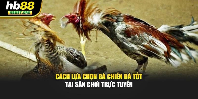 Cách lựa chọn gà chiến đá tốt tại sân chơi trực tuyến