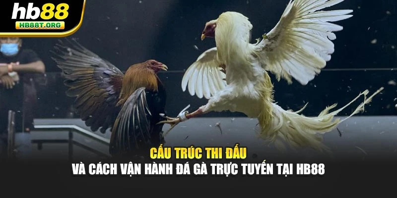 Cấu trúc thi đấu và cách vận hành đá gà trực tuyến tại HB88