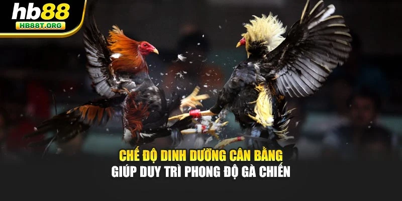 Chế độ dinh dưỡng cân bằng giúp duy trì phong độ gà chiến