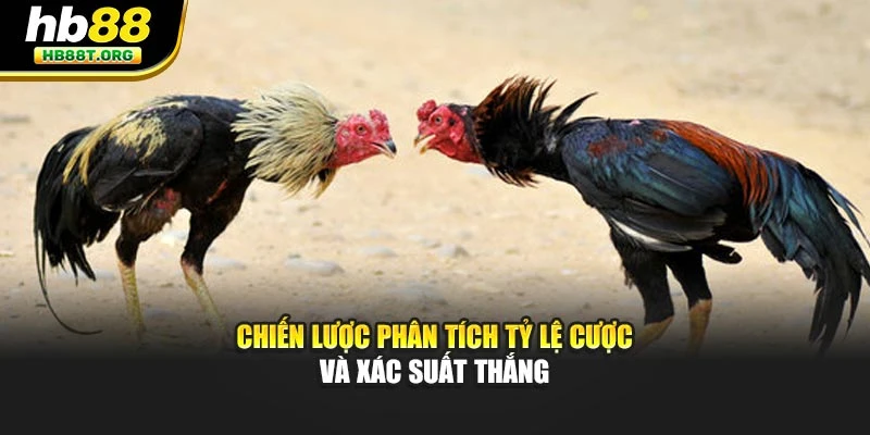 Chiến lược phân tích tỷ lệ cược và xác suất thắng