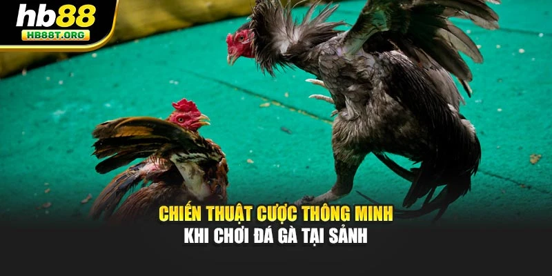 Chiến thuật cược thông minh khi chơi đá gà tại sảnh