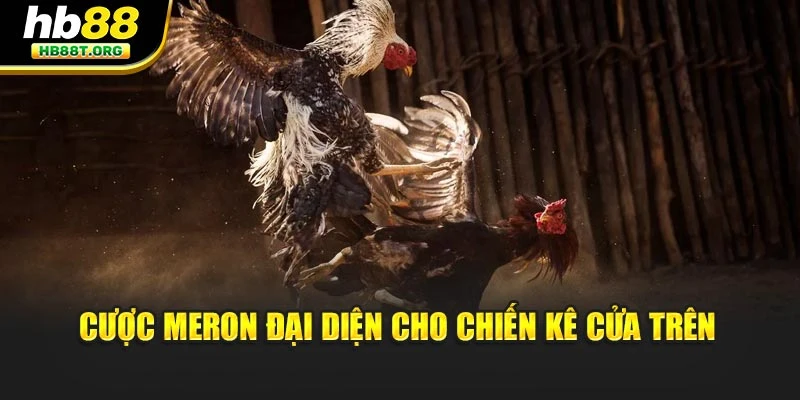 Cược Meron đại diện cho chiến kê cửa trên