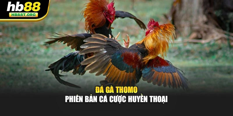 Đá gà thomo phiên bản cá cược huyền thoại