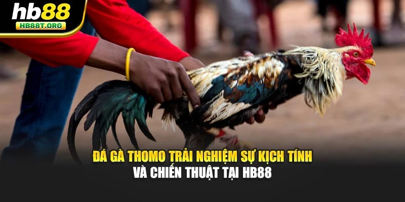 Đá gà thomo trải nghiệm sự kịch tính và chiến thuật tại HB88