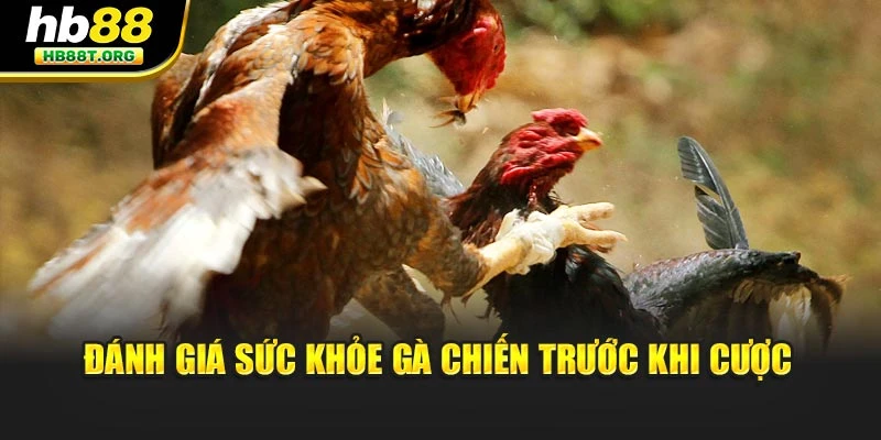 Đánh giá sức khỏe gà chiến trước khi cược