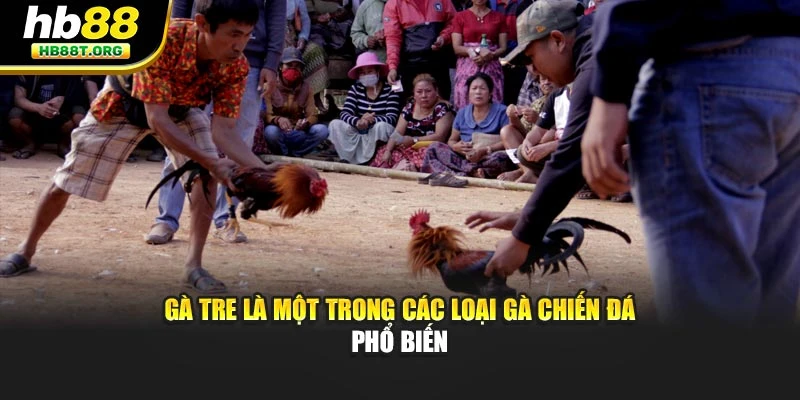 Gà tre là một trong các loại gà chiến đá phổ biến