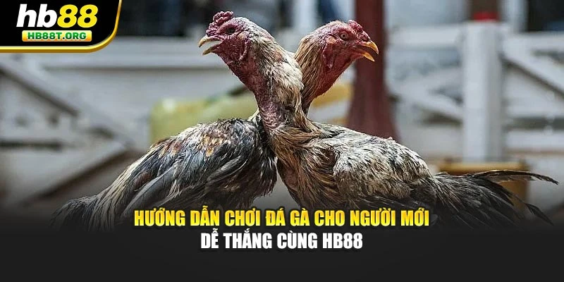 Hướng Dẫn Chơi Đá Gà Cho Người Mới – Dễ Thắng Cùng HB88