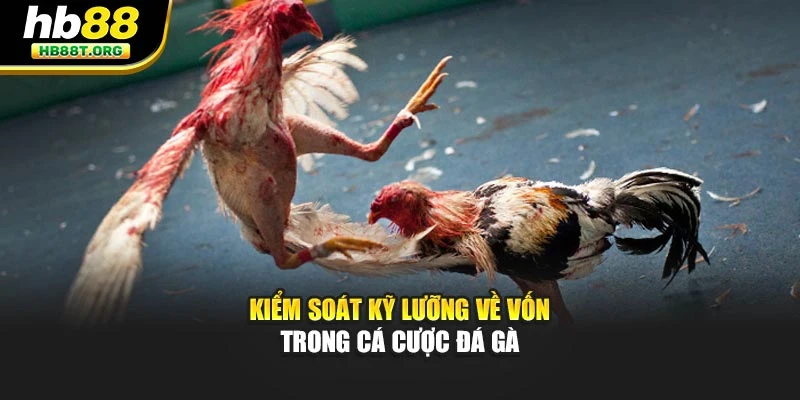 Kiểm soát kỹ lưỡng về vốn trong cá cược đá gà