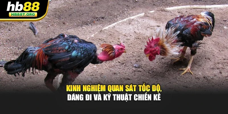Kinh nghiệm quan sát tốc độ, dáng đi và kỹ thuật chiến kê