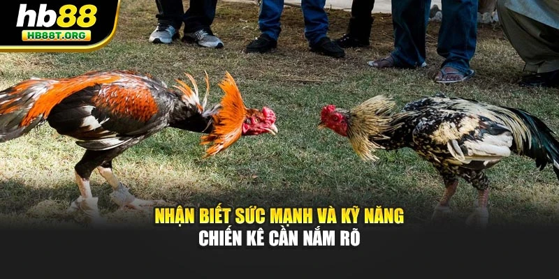 Nhận biết sức mạnh và kỹ năng chiến kê cần nắm rõ