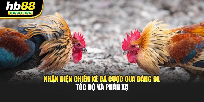 Nhận diện chiến kê cá cược qua dáng đi, tốc độ và phản xạ