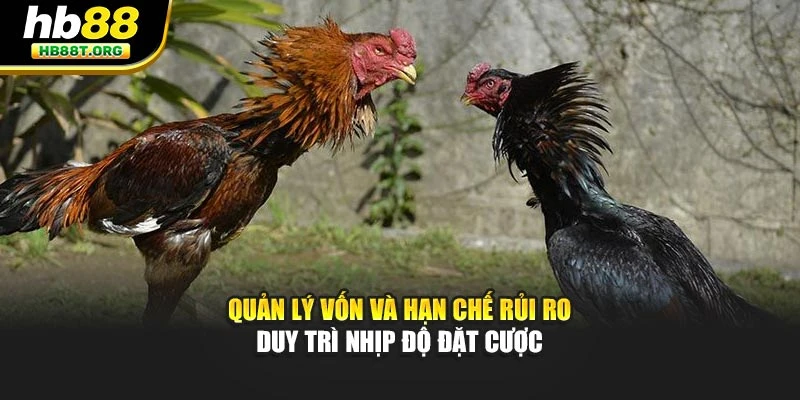 Quản lý vốn và hạn chế rủi ro duy trì nhịp độ đặt cược