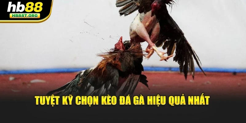 Tuyệt kỹ chọn kèo đá gà hiệu quả nhất